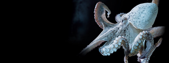 Pour éclairer les abysses, Aquarium La Rochelle ouvre une Galerie des  Lumières