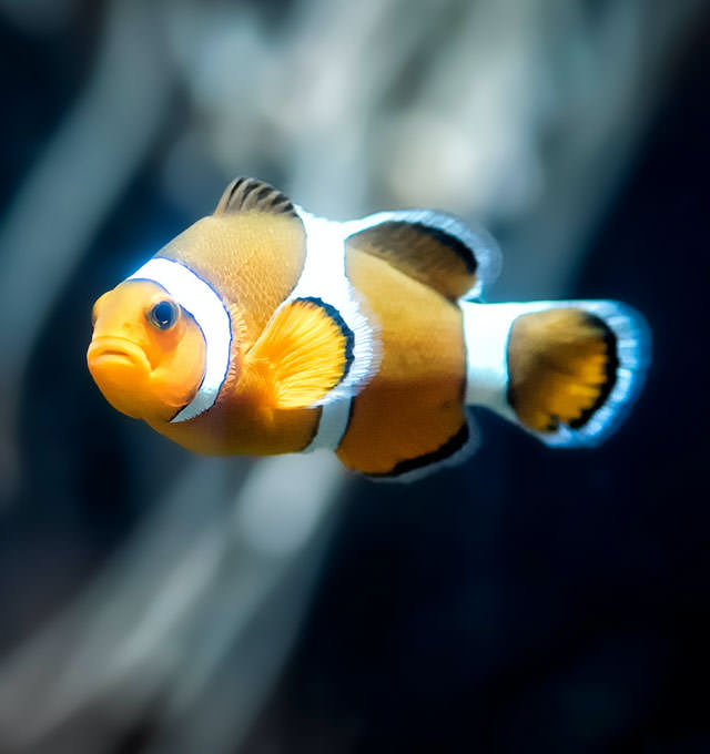 https://www.aquarium-larochelle.com/wp-content/uploads/2020/11/poisson-clown-aquarium-la-rochelle-header-mobile-640X680.jpg