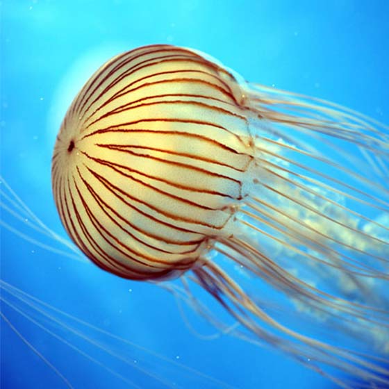 https://www.aquarium-larochelle.com/wp-content/uploads/2021/01/meduses-striee-aquarium-la-rochelle-bloc-560X560.jpg