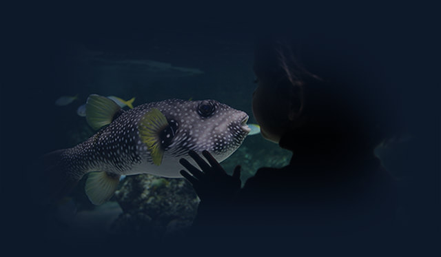 Aquarium de la Rochelle - Sol interactif on Vimeo