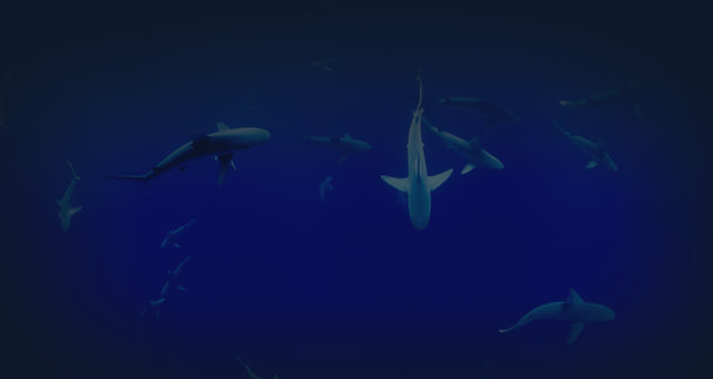 Requin marteau tiburo - Encyclopédie - Aquarium La Rochelle