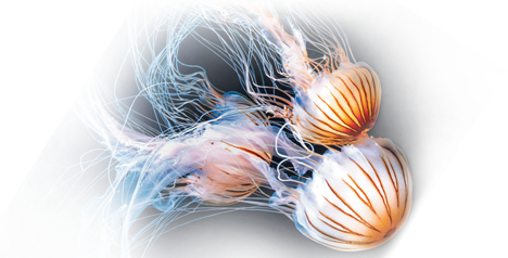 Méduse aurélie - Encyclopédie des espèces - Aquarium La Rochelle