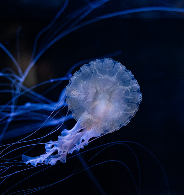 Méduse striée du Pacifique - Aquarium La Rochelle