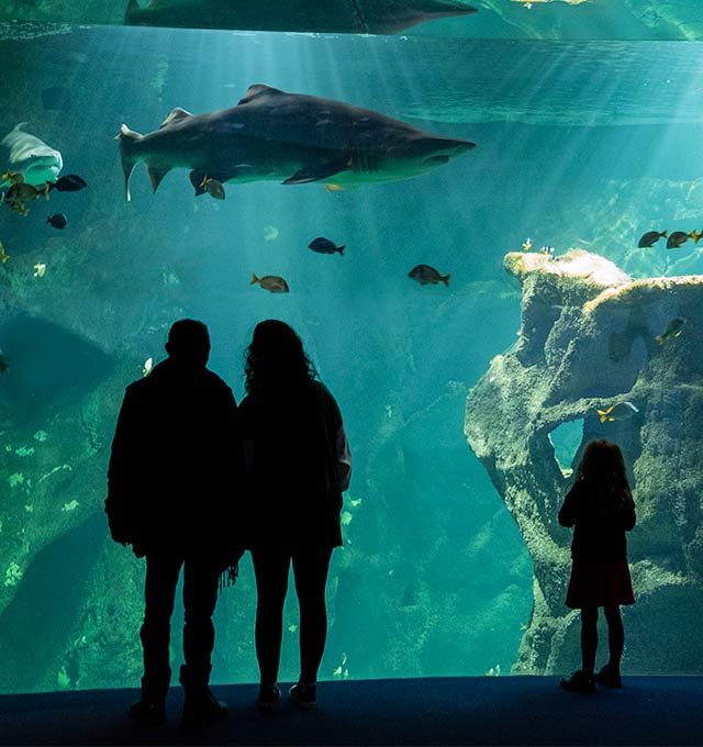 Requin marteau tiburo - Encyclopédie - Aquarium La Rochelle